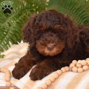 Bubbles, Cavapoo Puppy